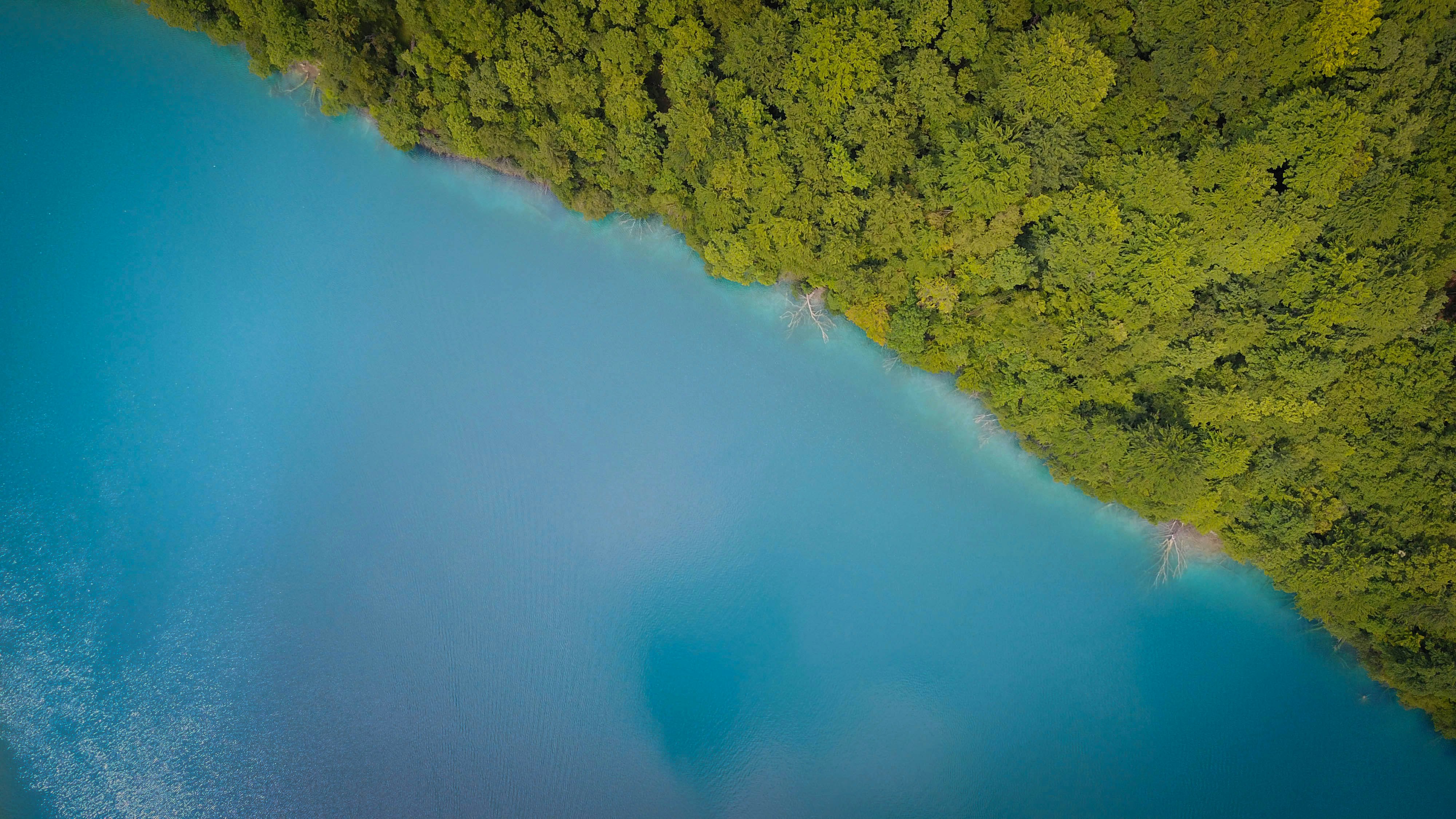 aerial photography of green trees near body of water